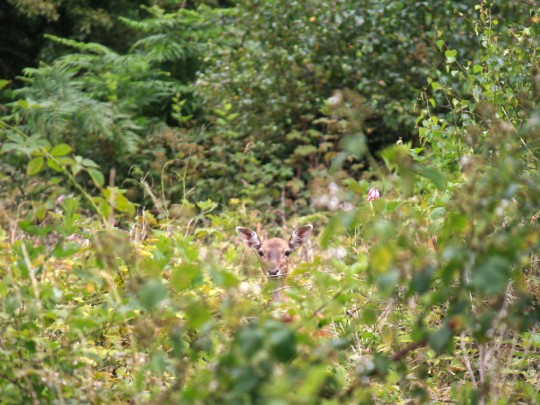 The best places to see deer on Cannock Chase Banner