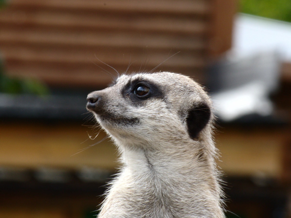 Post Banner - Dudley Zoo and Castle