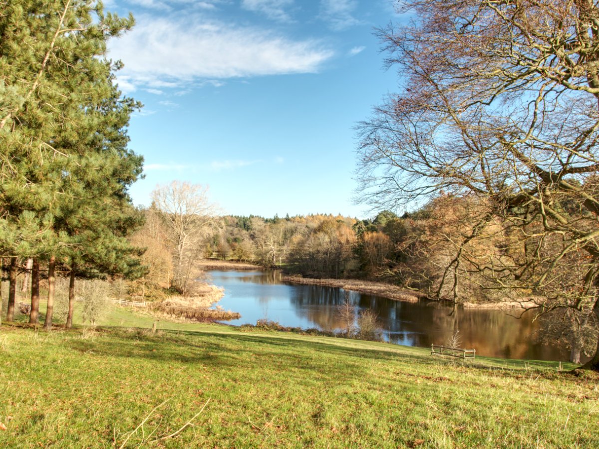 Post Banner - Dudmaston Comer Woods