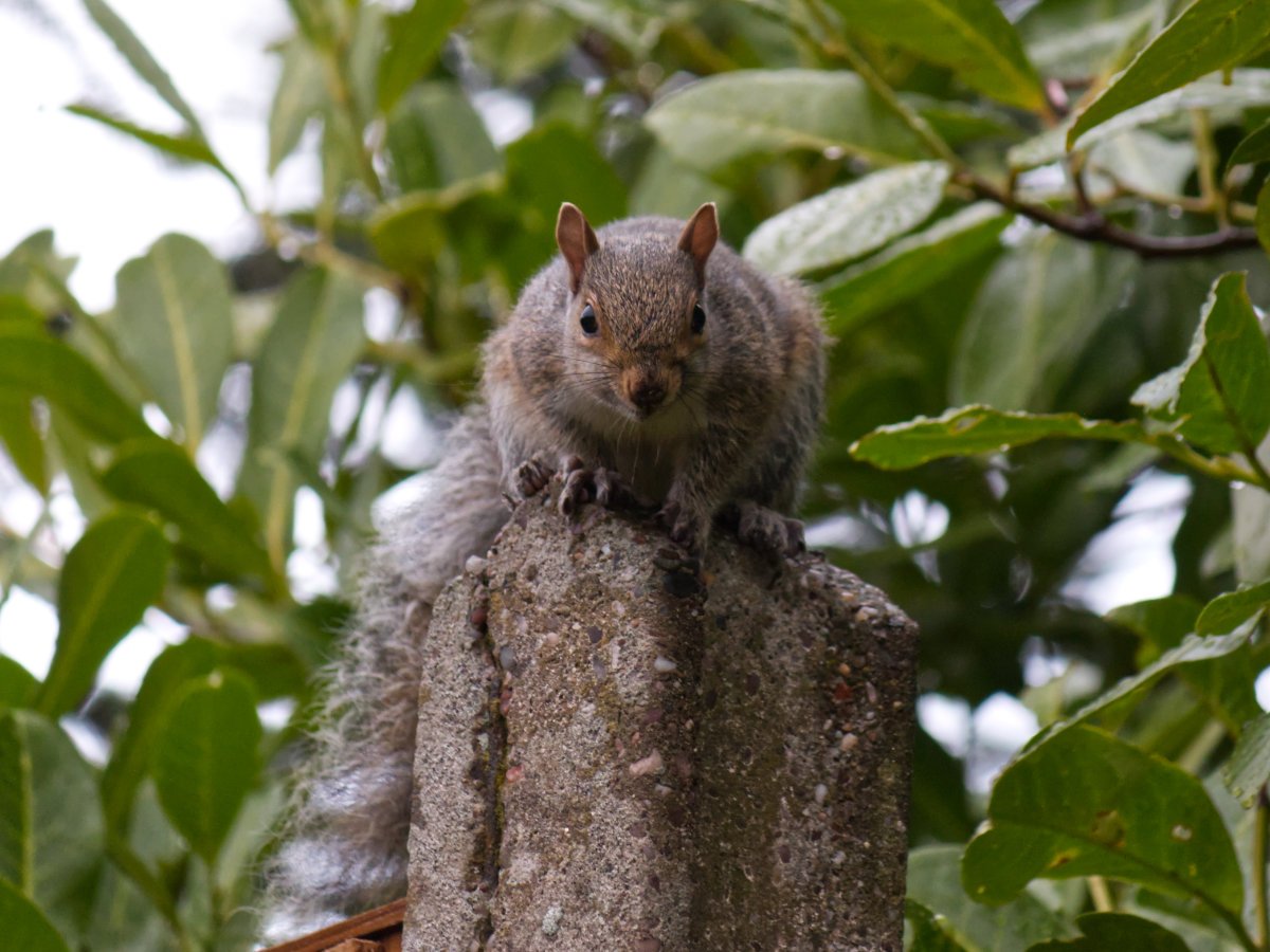 Post Banner - A look at Grey Squirrels on the British Isles