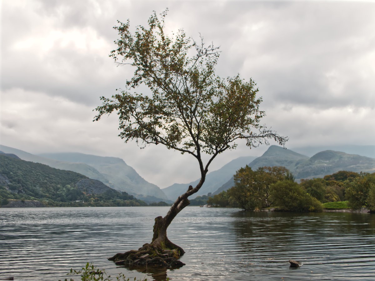 Post Banner - The Lonely Tree at Llanberis