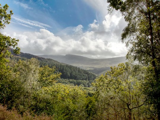 Coed Abergwynant Purple Path - a tucked away paradise on the Mawddach Trail Banner