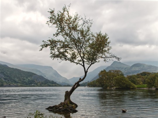 The Lonely Tree at Llanberis Banner