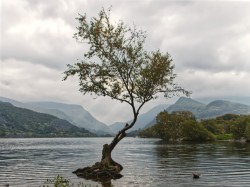The Lonely Tree at Llanberis