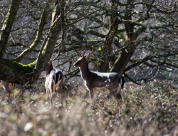 The deer of Cannock Chase