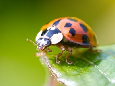 Ladybird up close