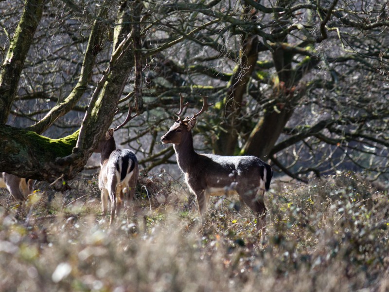 Post Banner - The deer of Cannock Chase