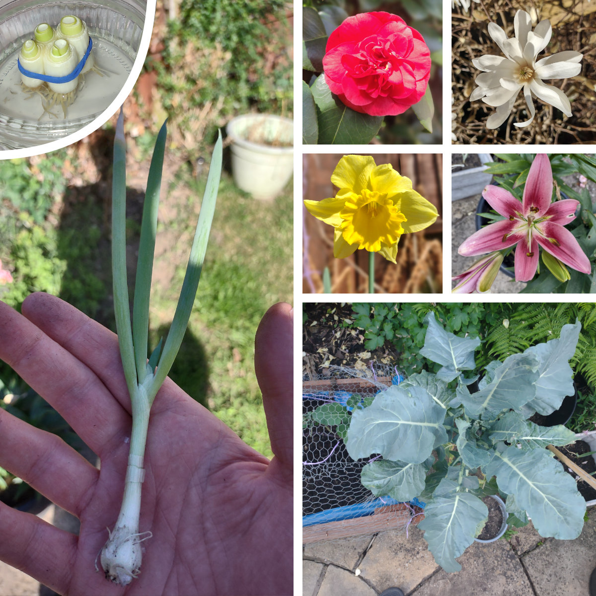 Some highlights from the garden