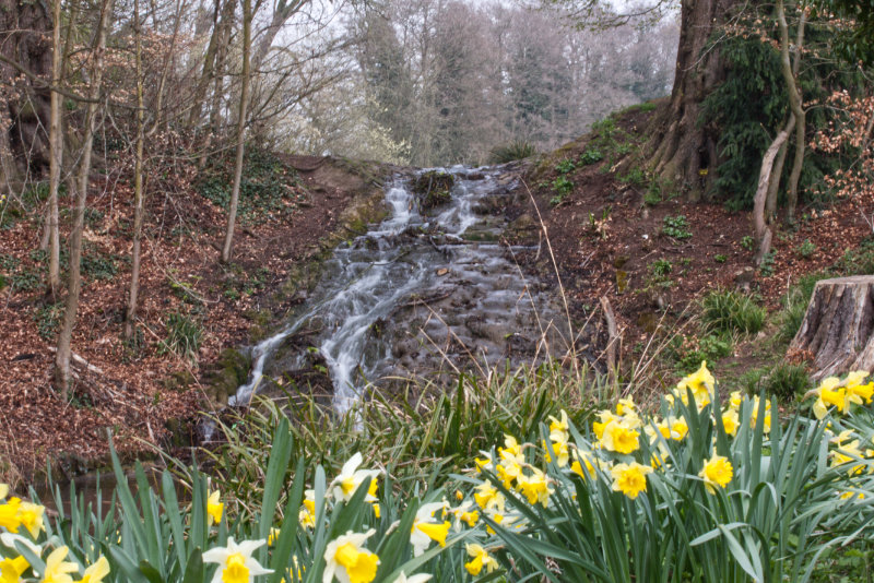 Daffodils in front of a small fall