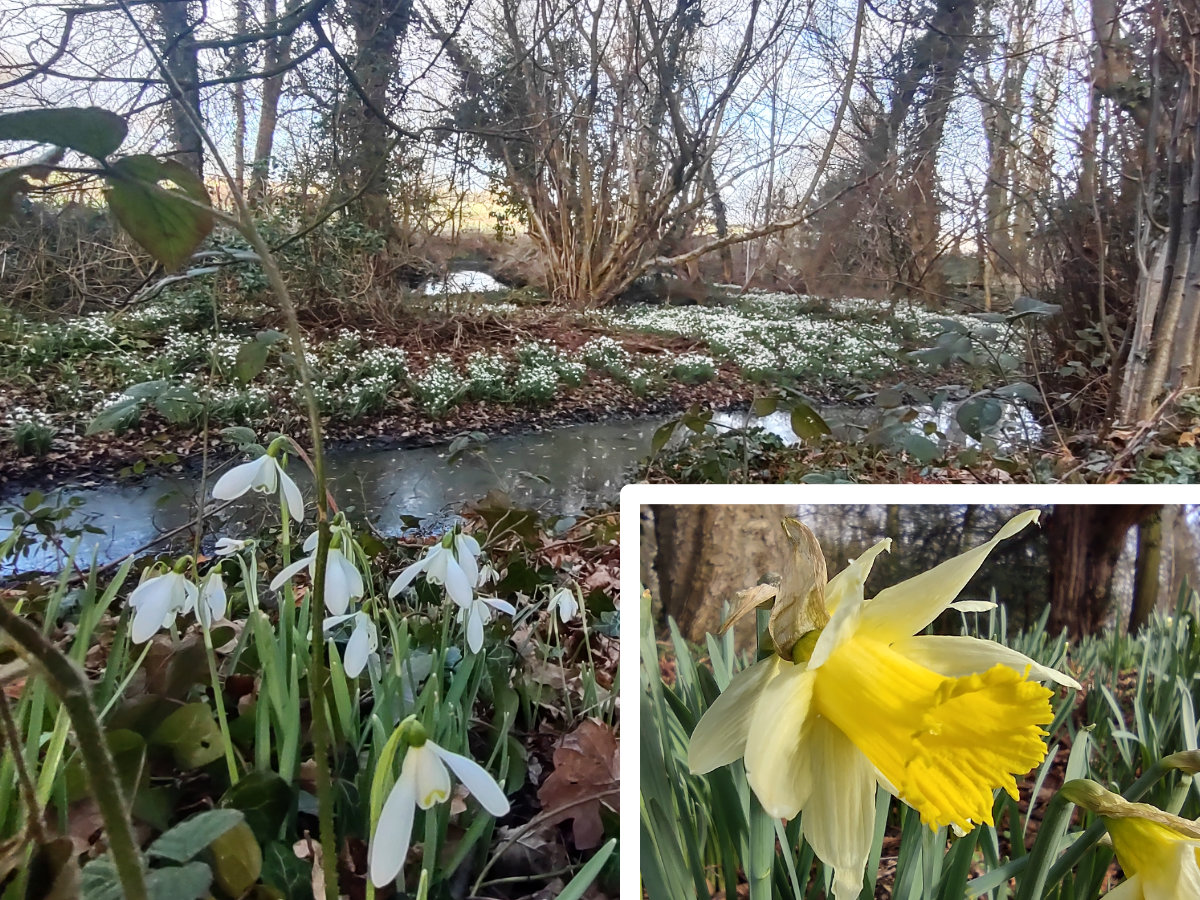 Snowdrops and daffodils out in force