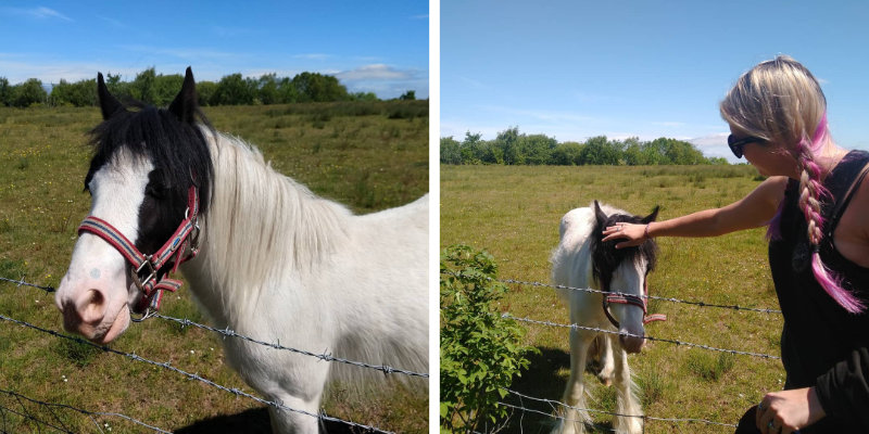 Meeting a friendly horse