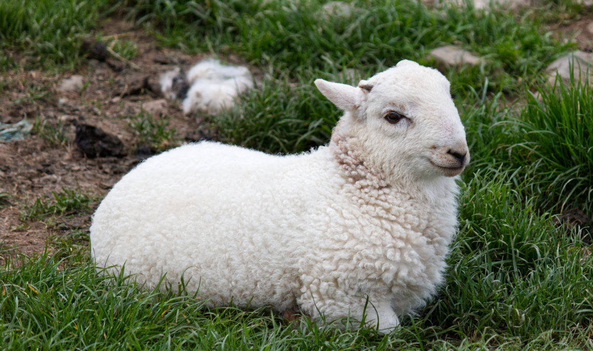 A happy little lamb