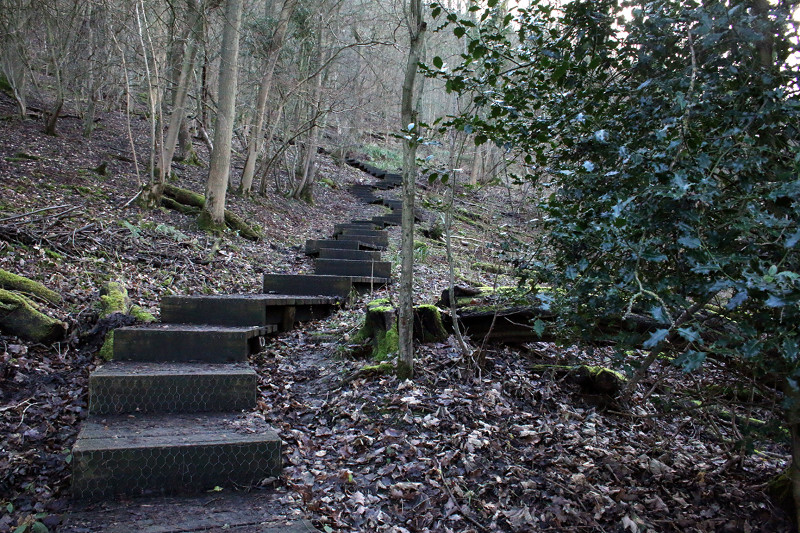 Stairs snaking through the woodlands