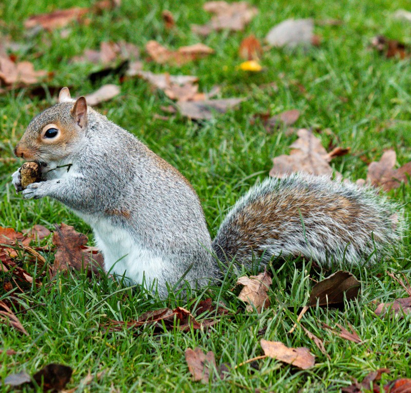 Friendly squirrel