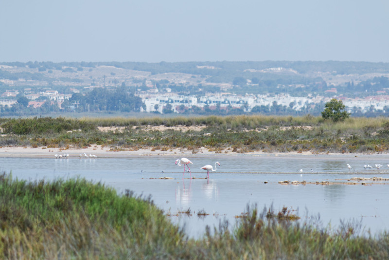 Flamingos in the wild