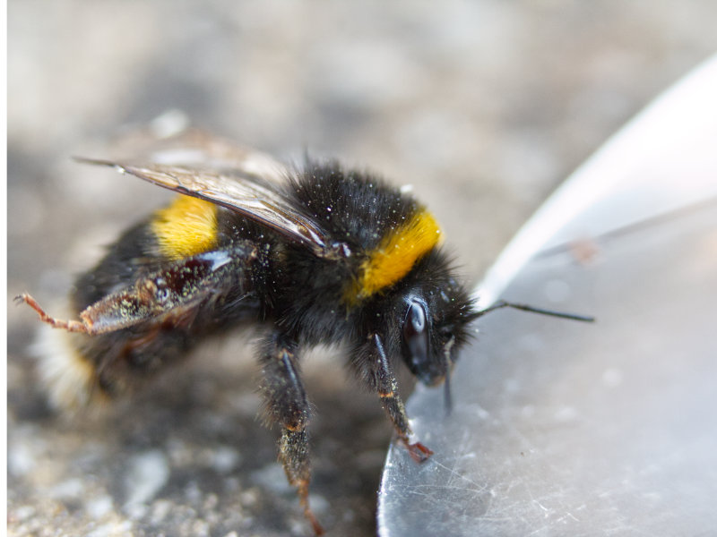Saving a hot bee with sugar-water