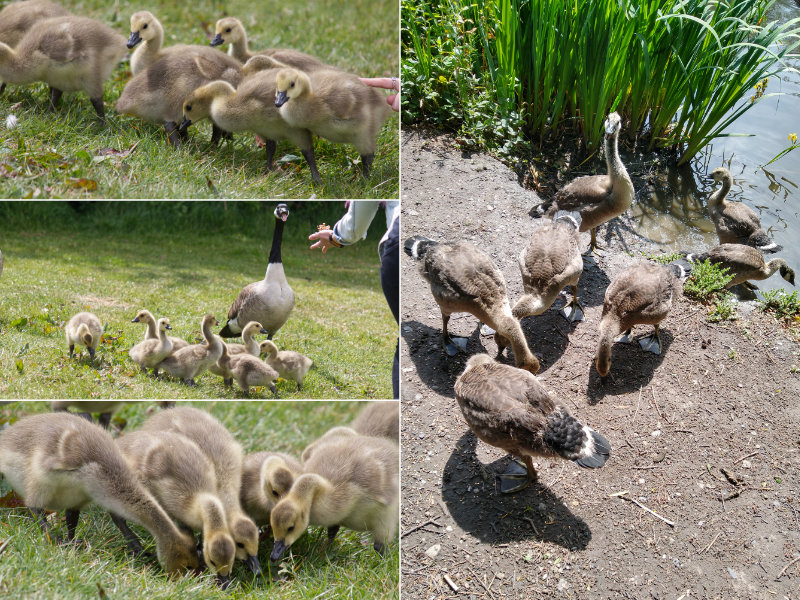 The Goslings then and the Geese now