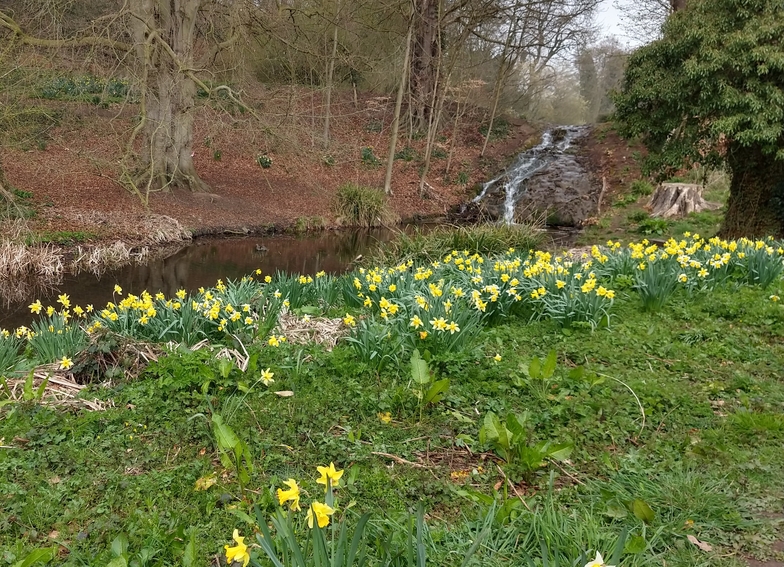 Daffodils and small falls