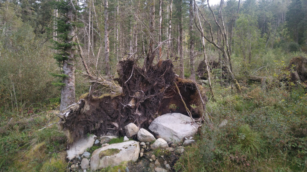 A stream passes through an uprooted tree