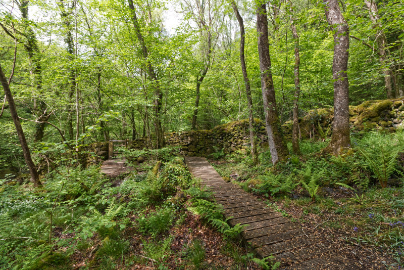 Wooden walkways winding within woodlands