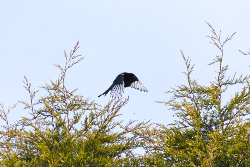 Magpie mid flight