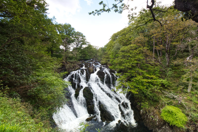 Swallow falls from up high