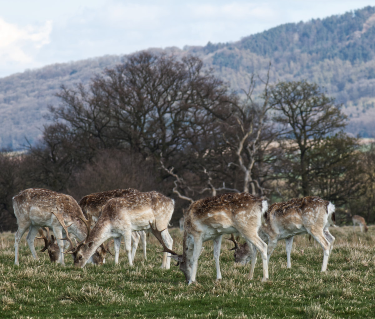 Peacefully grazing with the Wrekin behind