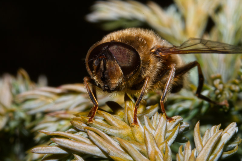 Honey bee close-up