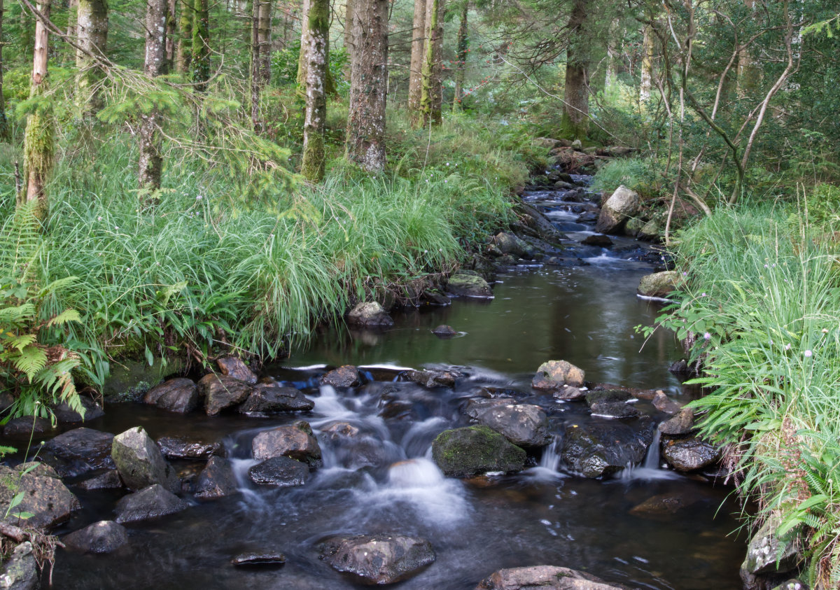 One of the many beautiful streams at Beddgelert Forest