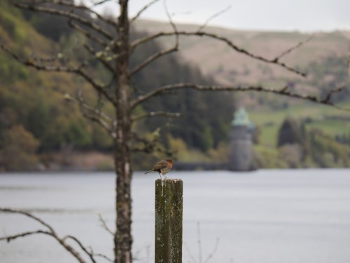 Robin overlooking Lake Vyrnwy