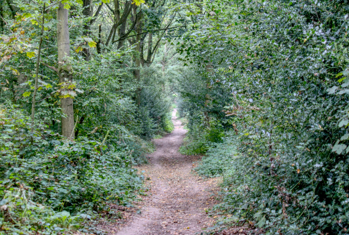 A long path in the woods