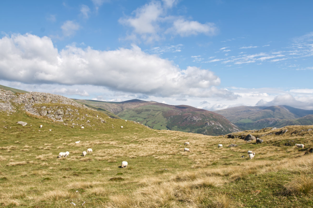 The local sheep atop Craig Yr Aderyn