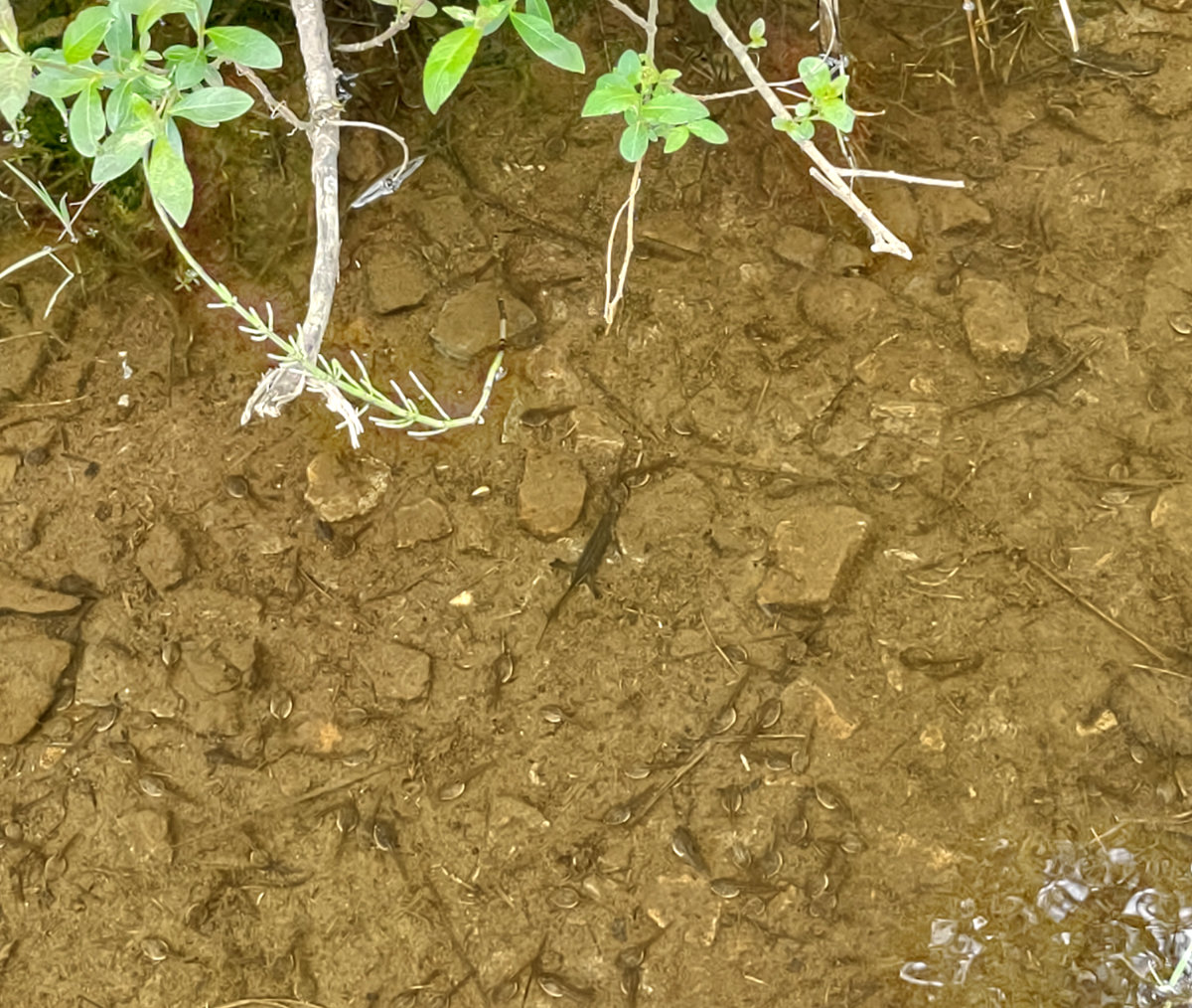 Spot the Newts and tadpoles