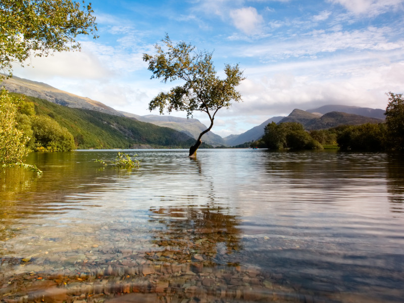 A sunny day at the lonely tree