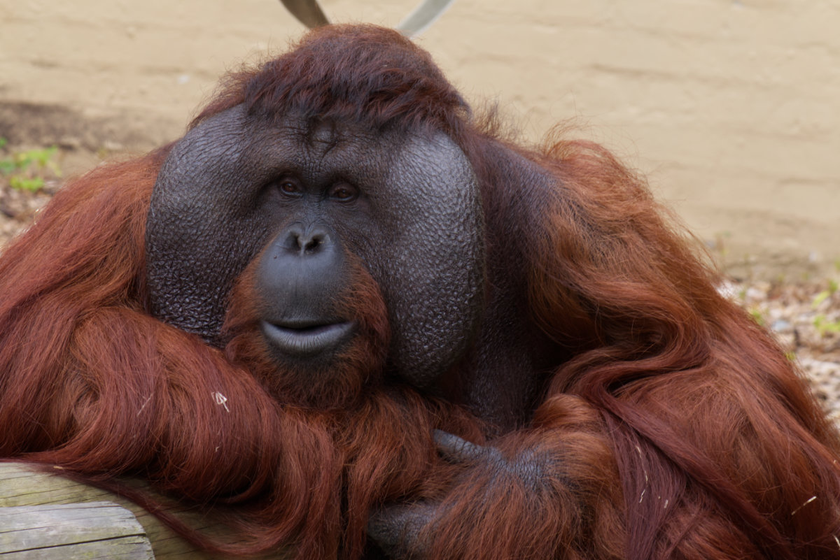 An Orangutan relaxing
