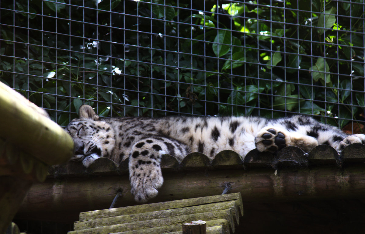 Sleeping snow leopard