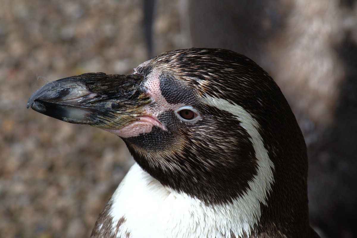 A humbolt penguin up close