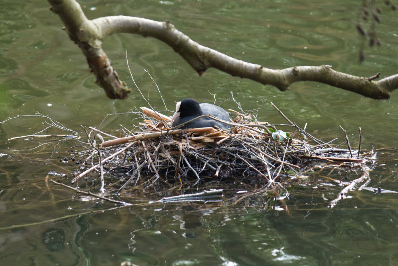 A coot on its nest