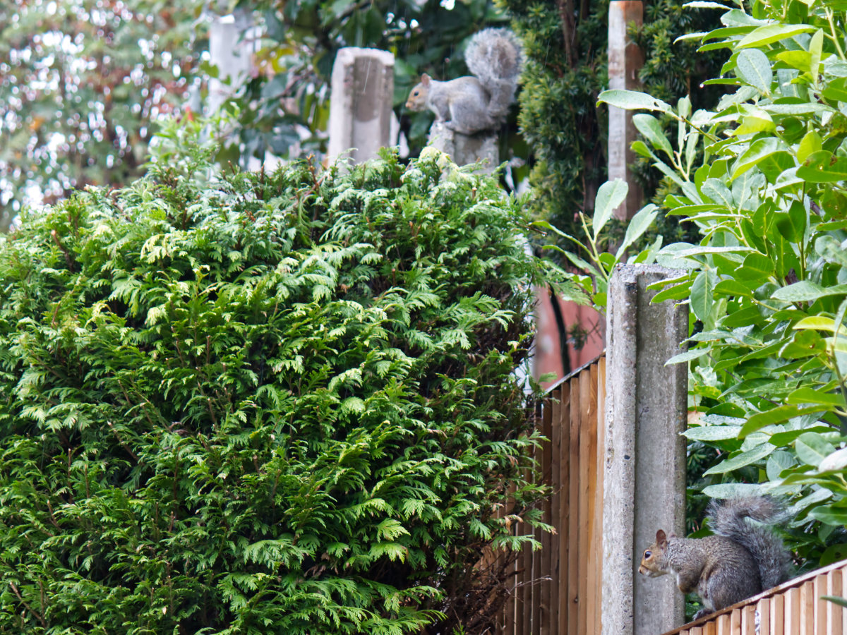 Two squirrels on a fence