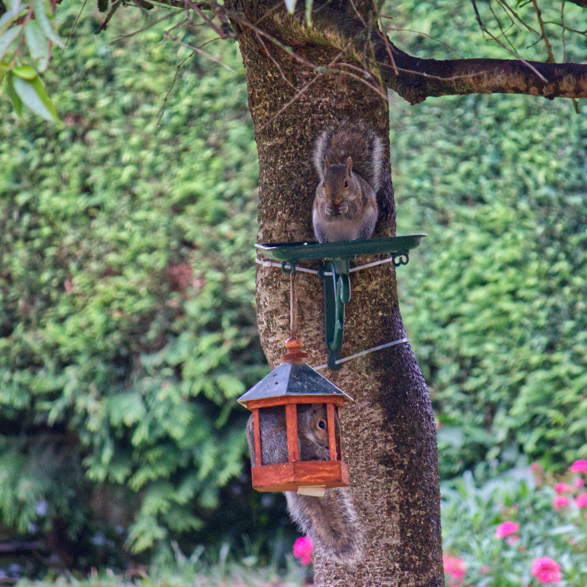 Two squirrels on bird feeding tables