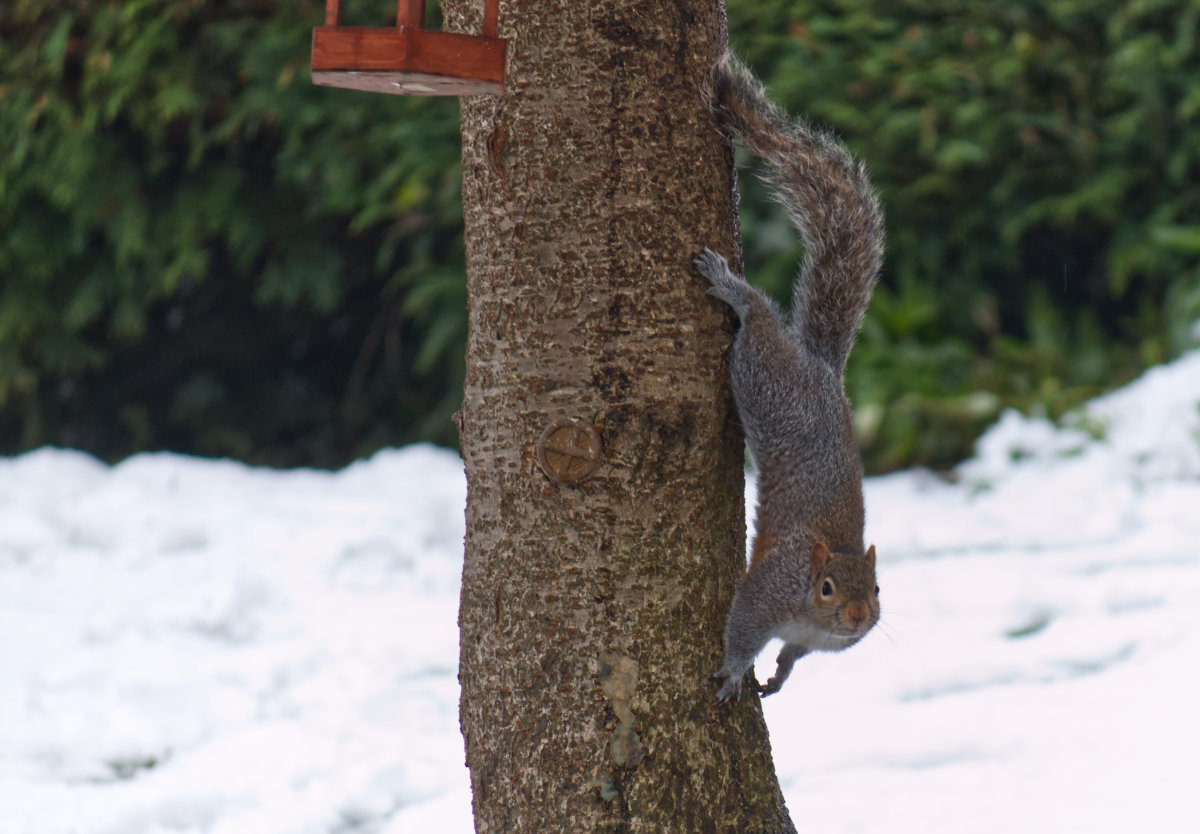 A grey squirrel descending a tree
