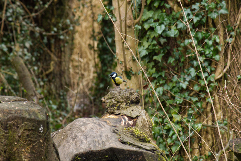 A Blue Tit on a perch