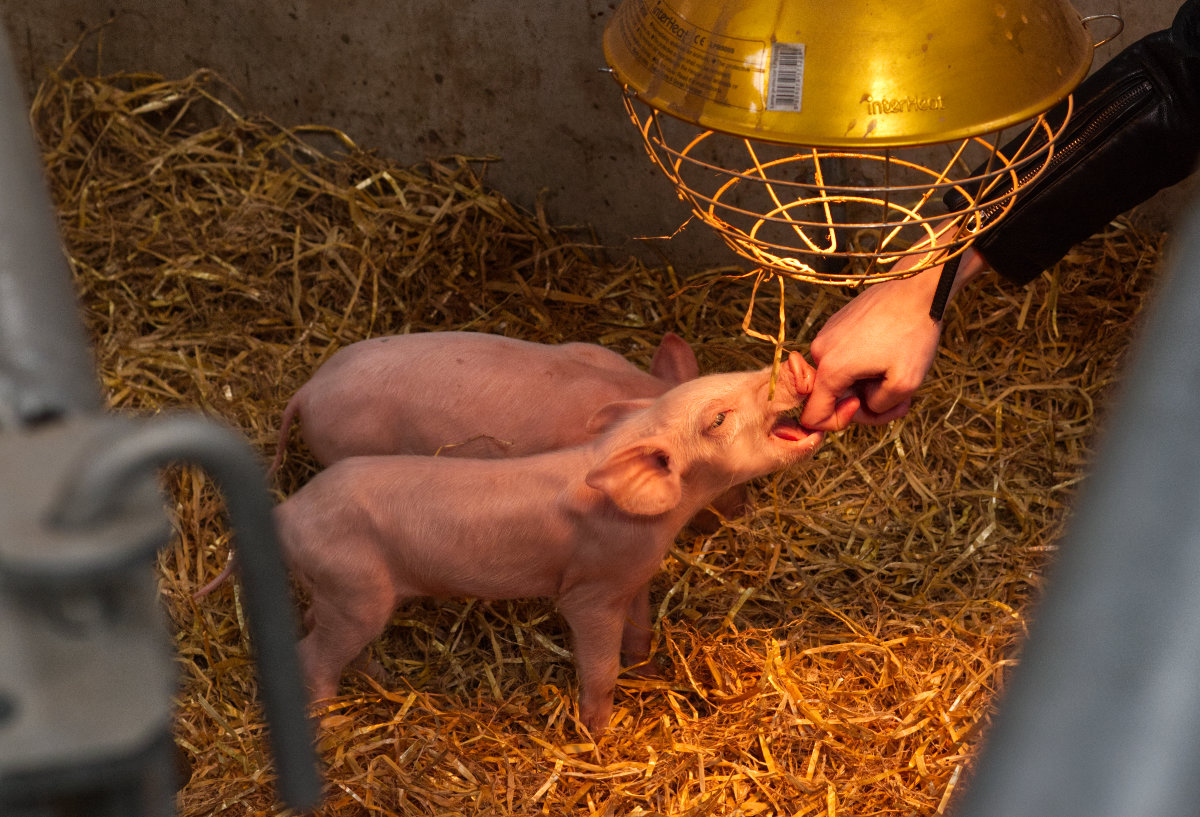 A piglet having a little nibble