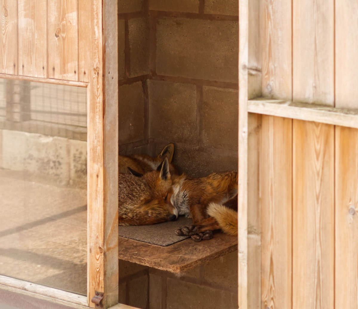 Foxes snoozing the day away