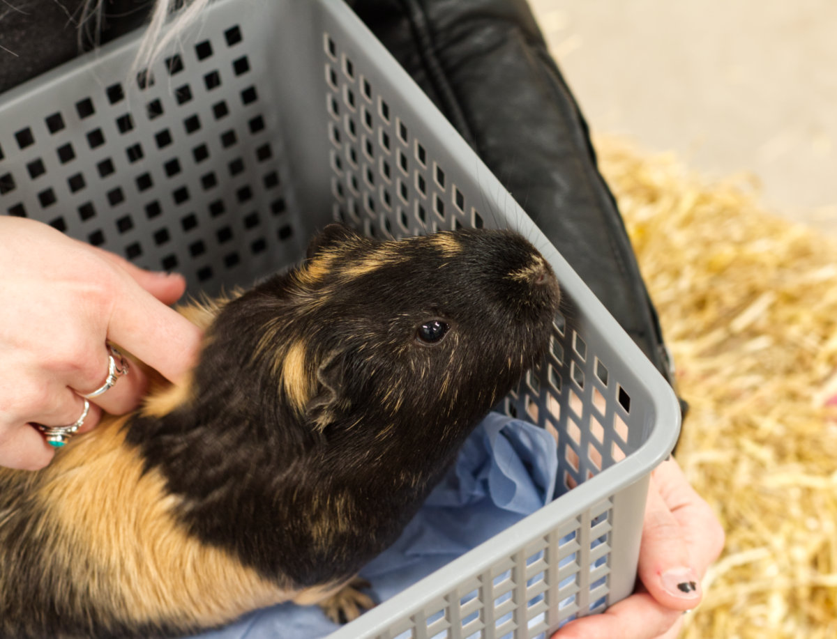 Animal encounter with the Guinea Pig