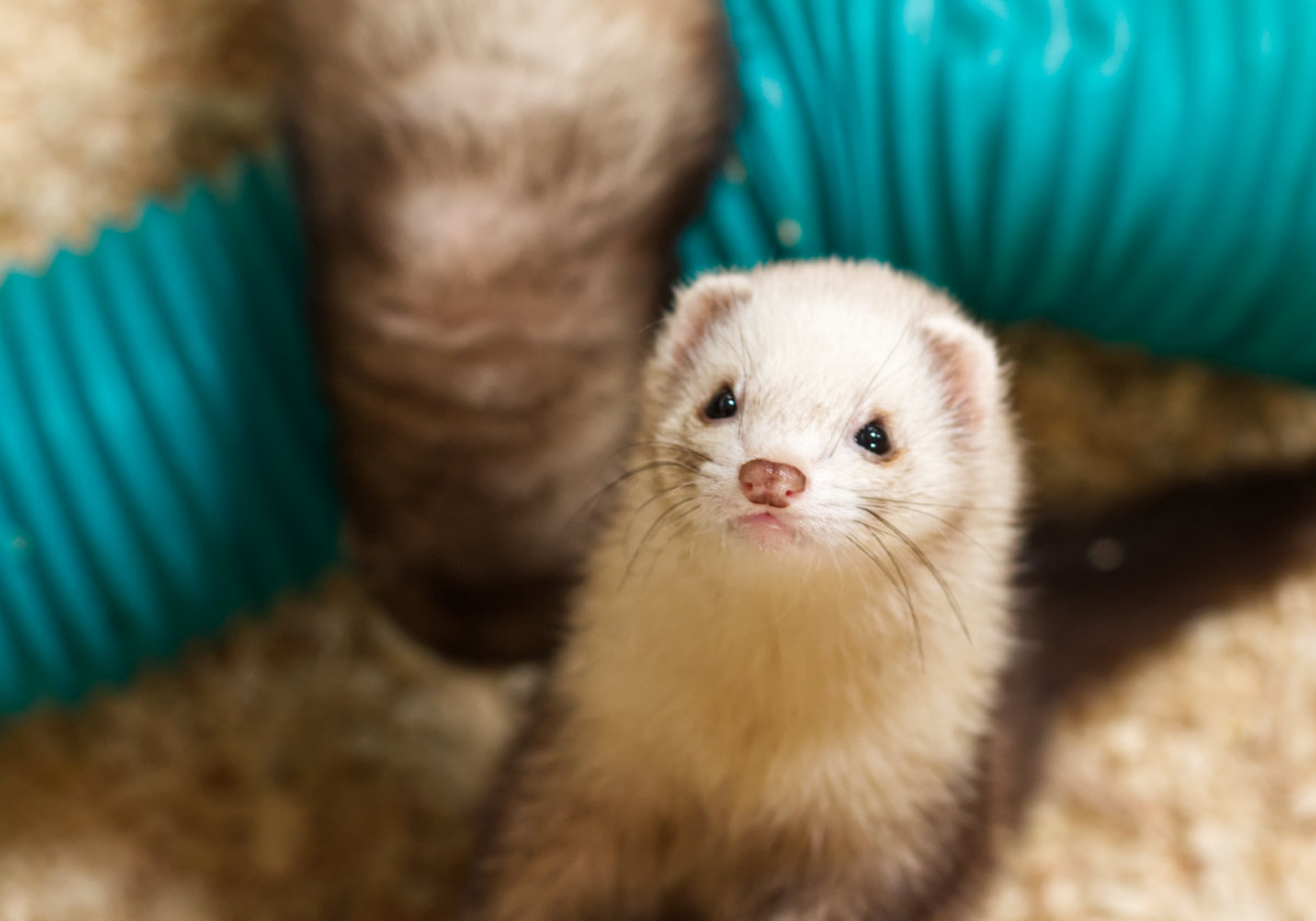 A beautiful little set of ferrets