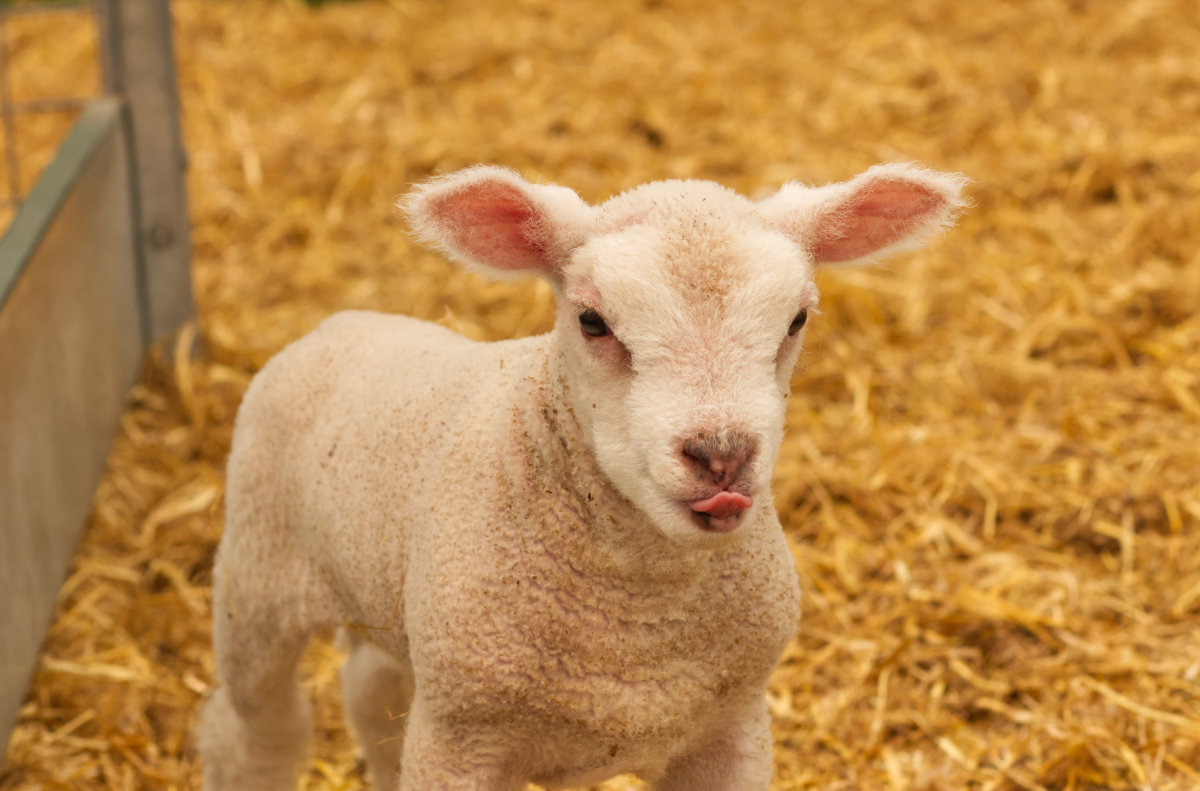 Fresh lambs for petting