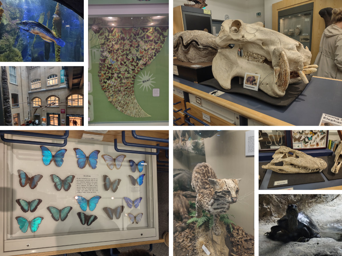 A collection of displays at the World Museum