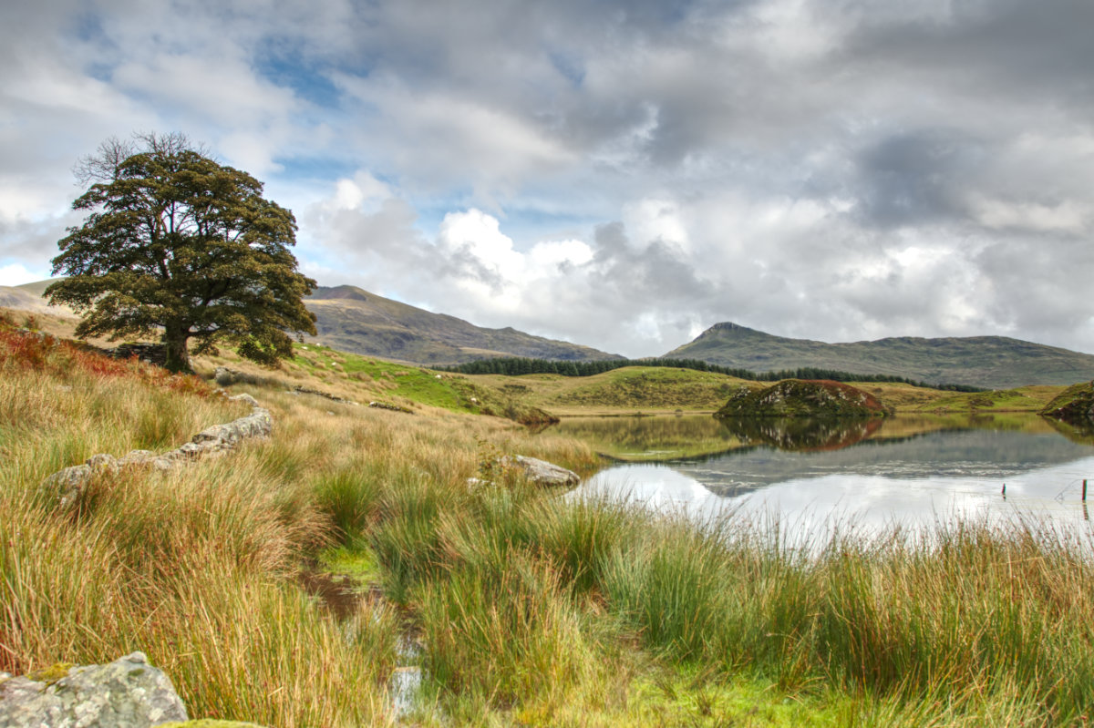 Marshlands and solitary trees