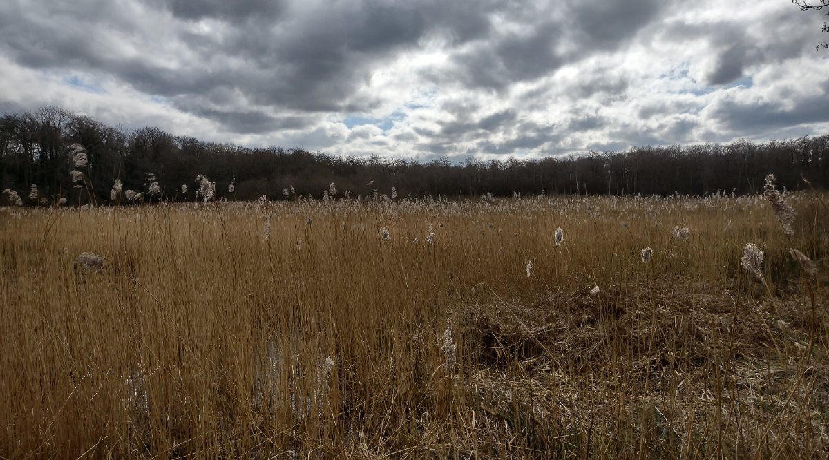 From the edge of the wetlands